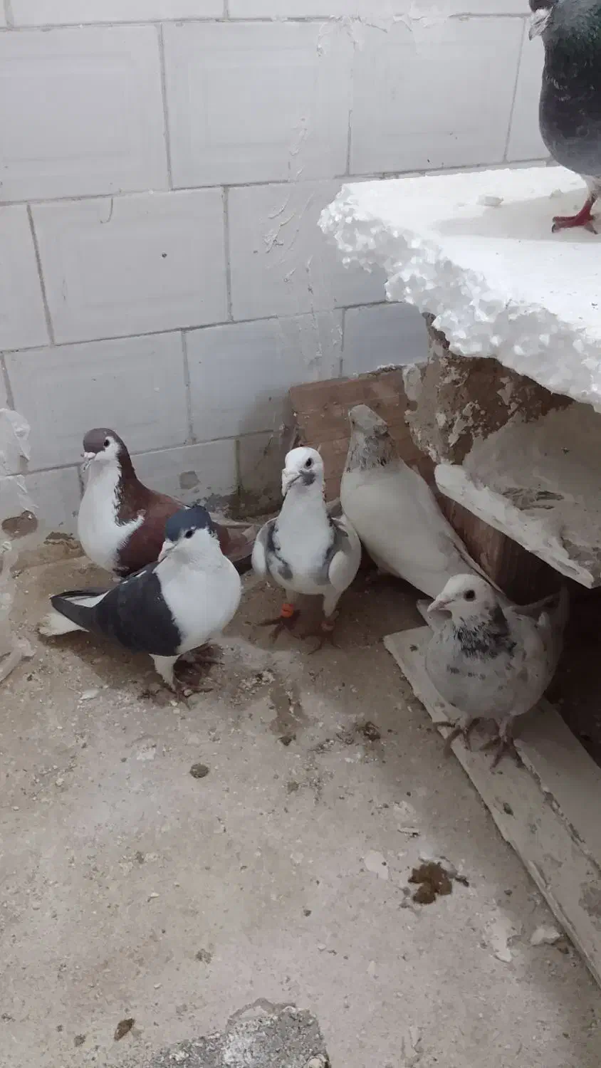 کفتر پرشی|پرنده|شیروان (خراسان), |دیوار