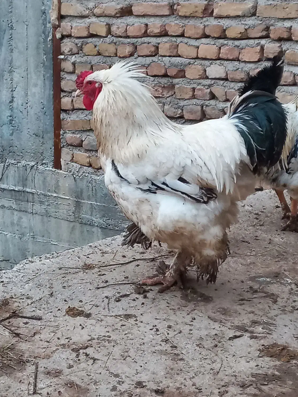 خروس|حیوانات مزرعه|صوفیان, |دیوار