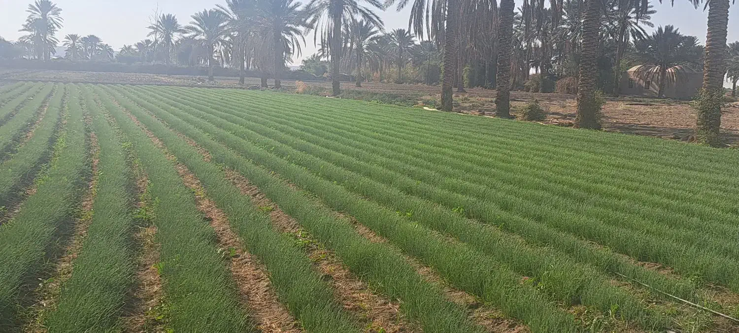 نهال پیاز مینروا|گل و گیاه طبیعی|جیرفت, |دیوار