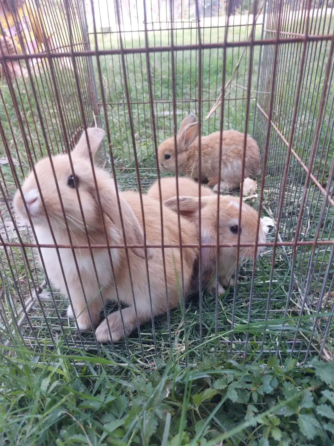 خرگوش خانگی|موش و خرگوش|کیاکلا, |دیوار