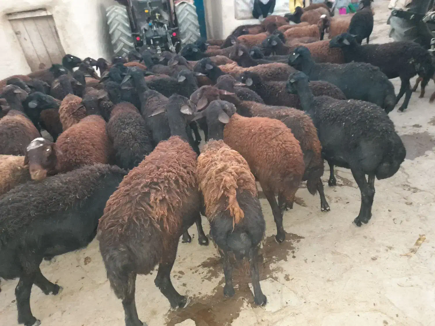 گوسفند قرقزل افشار جوان آبستن|حیوانات مزرعه|ماهنشان, |دیوار