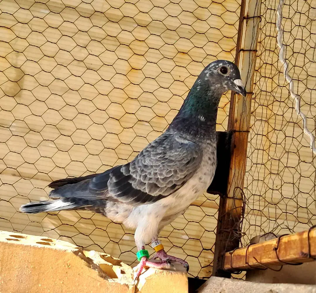 قره کرمونی .بزک|پرنده|کاشان, شهرک صنعتی امیرکبیر ۲|دیوار