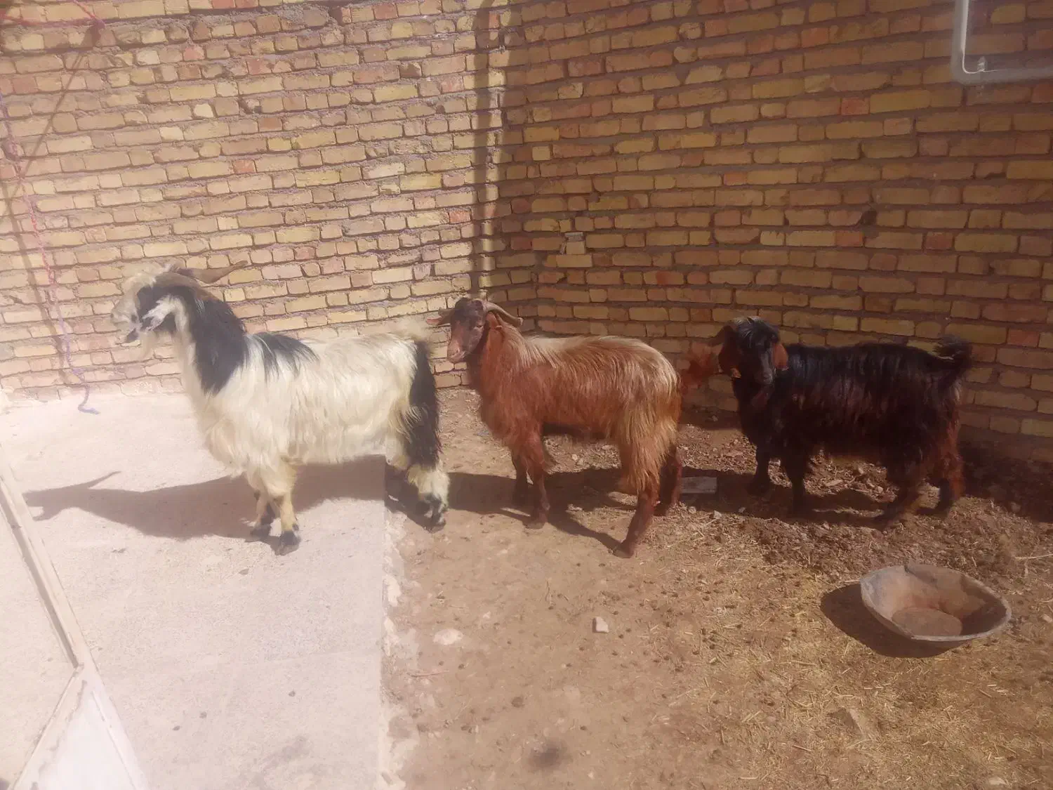 بزنر|حیوانات مزرعه|قیدار, |دیوار