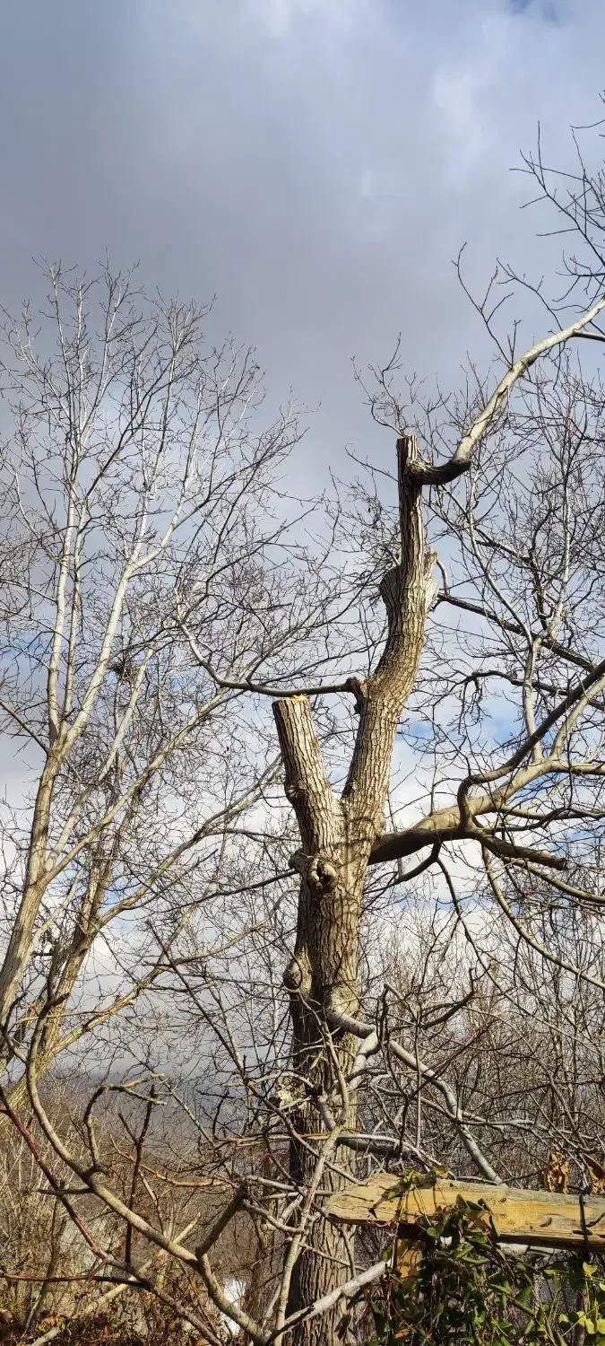 خریدو فروش انواع چوب وتیر چوب|خدمات باغبانی و درختکاری|هرسین, |دیوار