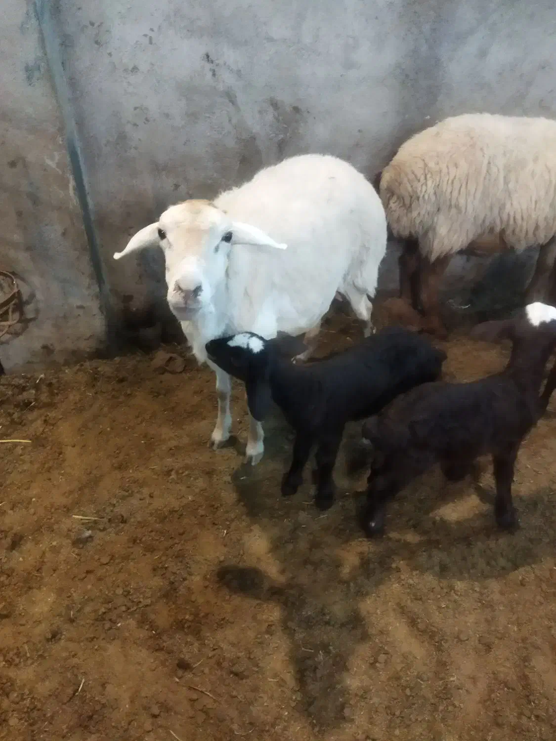 گوسفند مغانی جوان|حیوانات مزرعه|اردبیل, |دیوار