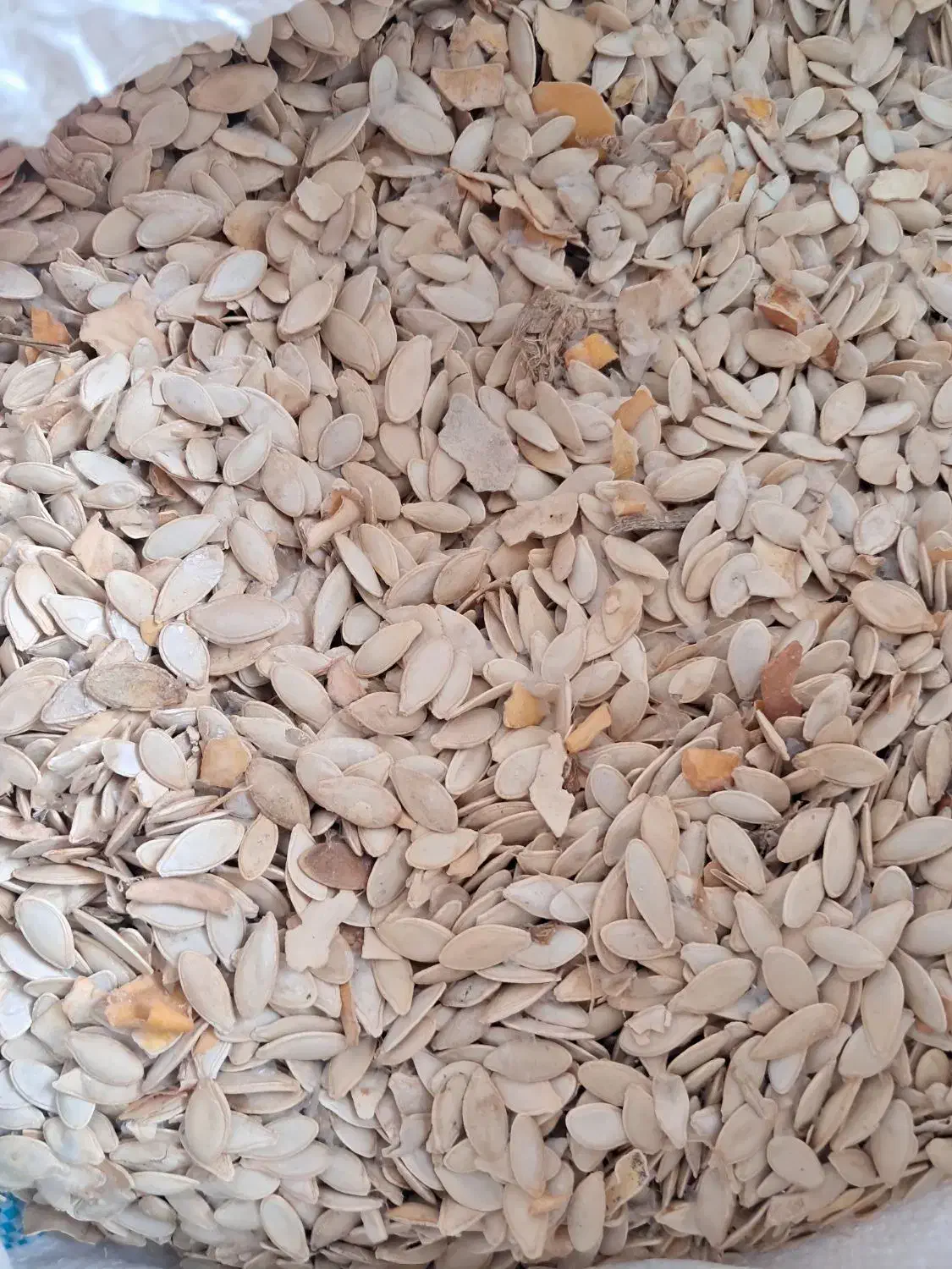 تخم کدو|خوردنی و آشامیدنی|خان ببین, |دیوار