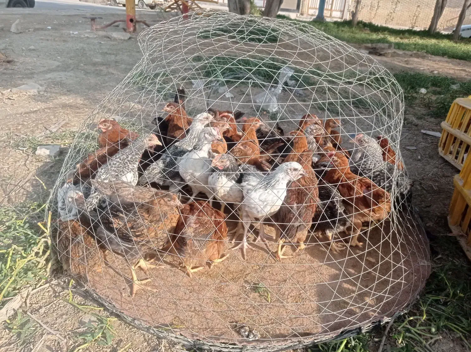 مرغ و خروس محلی|حیوانات مزرعه|هندیجان, |دیوار