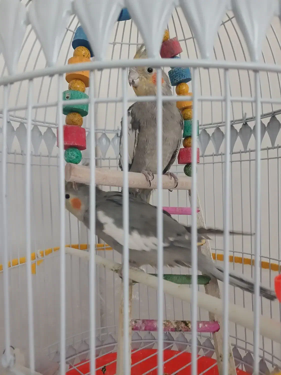 عروس|پرنده|مشهد, امیریه|دیوار