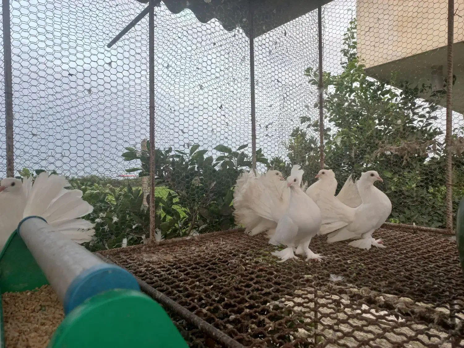 کبوتر زینتی|پرنده|ساری, |دیوار