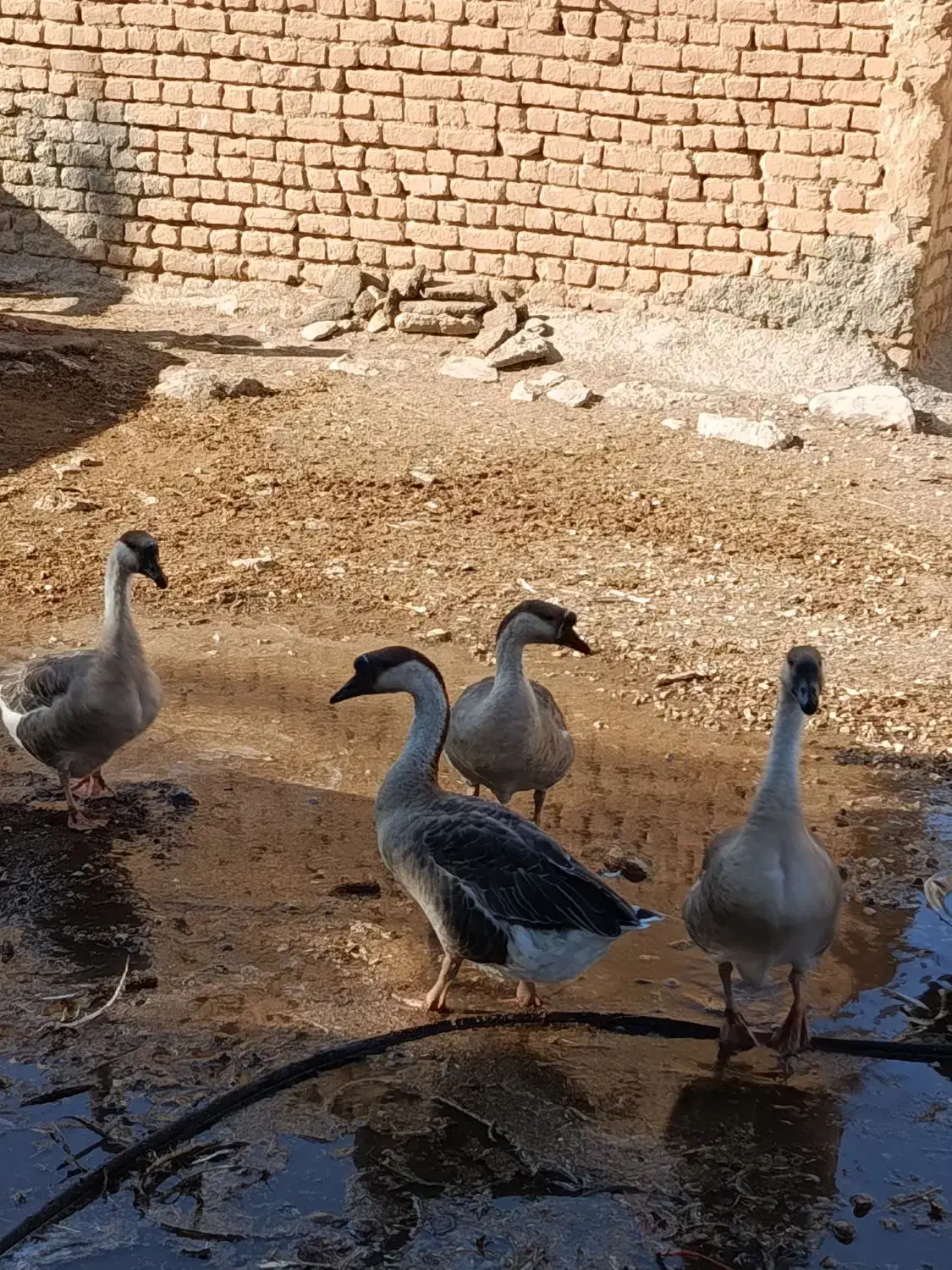 غوغاز|حیوانات مزرعه|کنگاور, |دیوار