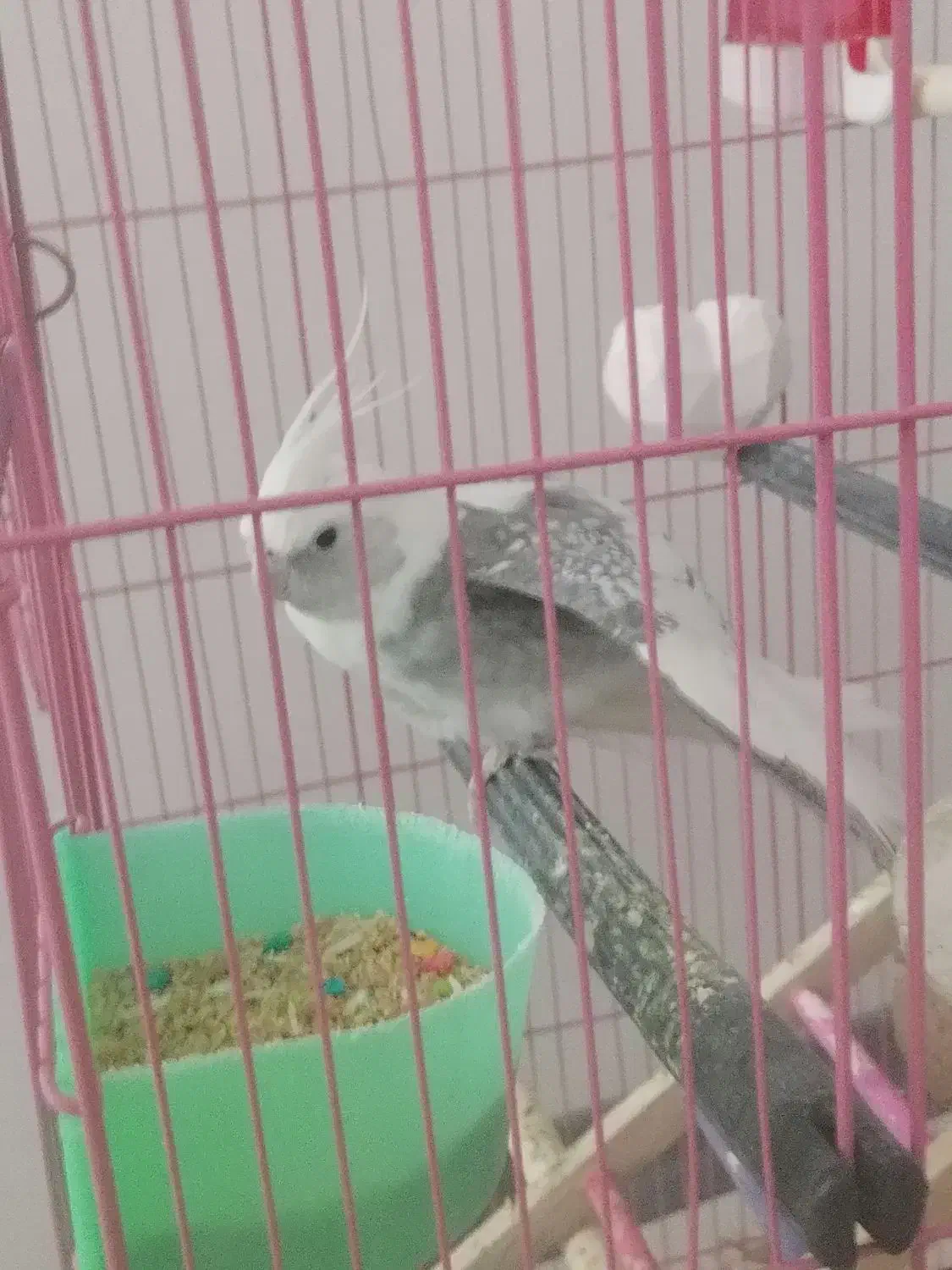 عروس هلندی|پرنده|محمدشهر, همایون ویلا|دیوار