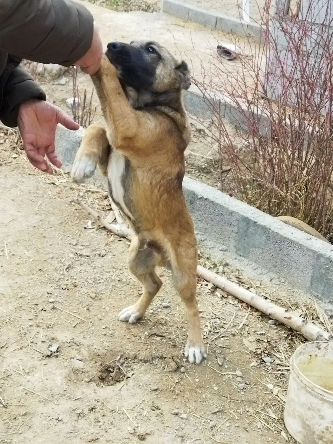 سگ سرابی|سگ|اسلام‌شهر, شهرک مفیدی|دیوار