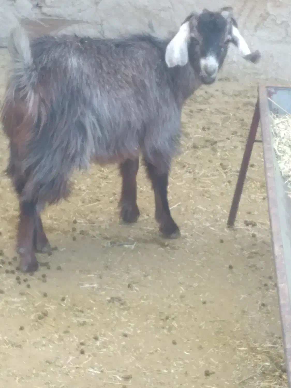 بزغاله ماده ریز قلم|حیوانات مزرعه|کمیجان, |دیوار