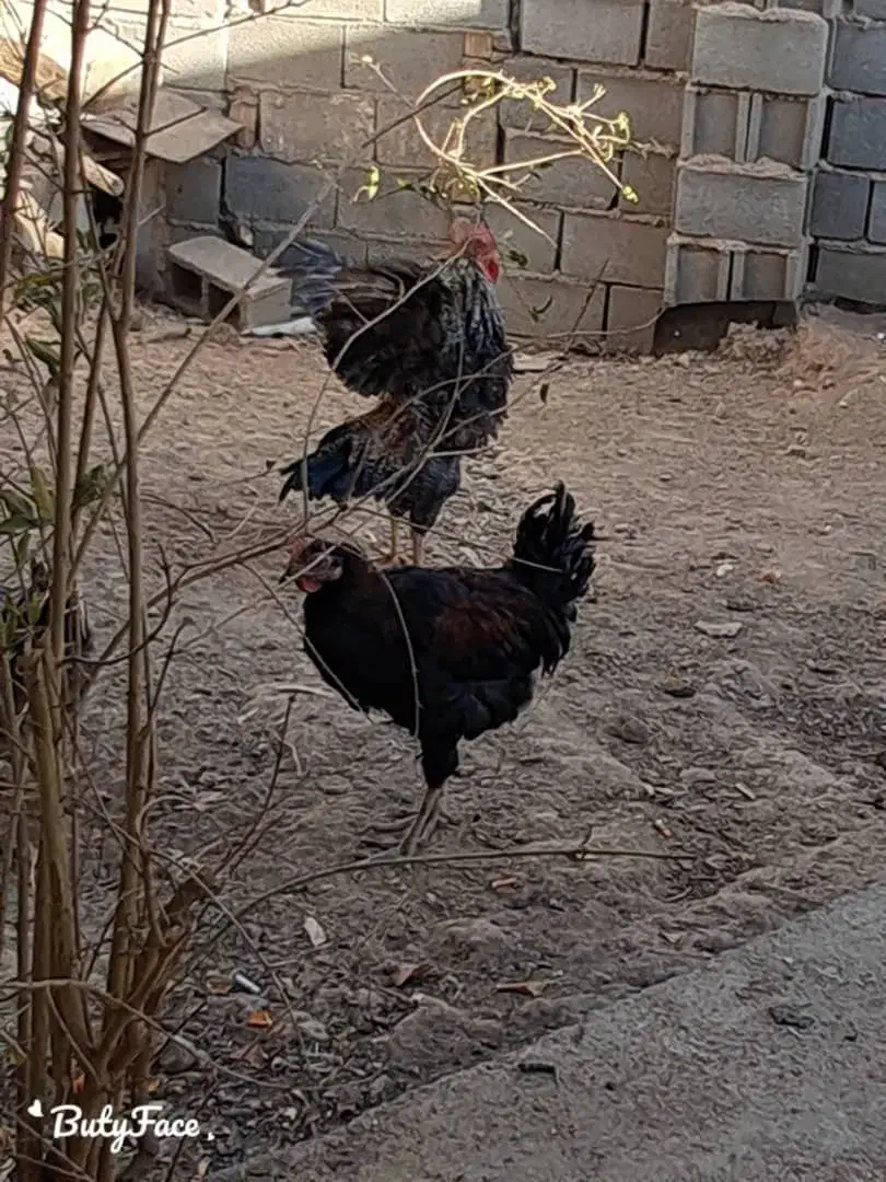 جوجه خروس وجوجه مرغ تخمی جوان|حیوانات مزرعه|مرودشت, مجد آباد|دیوار