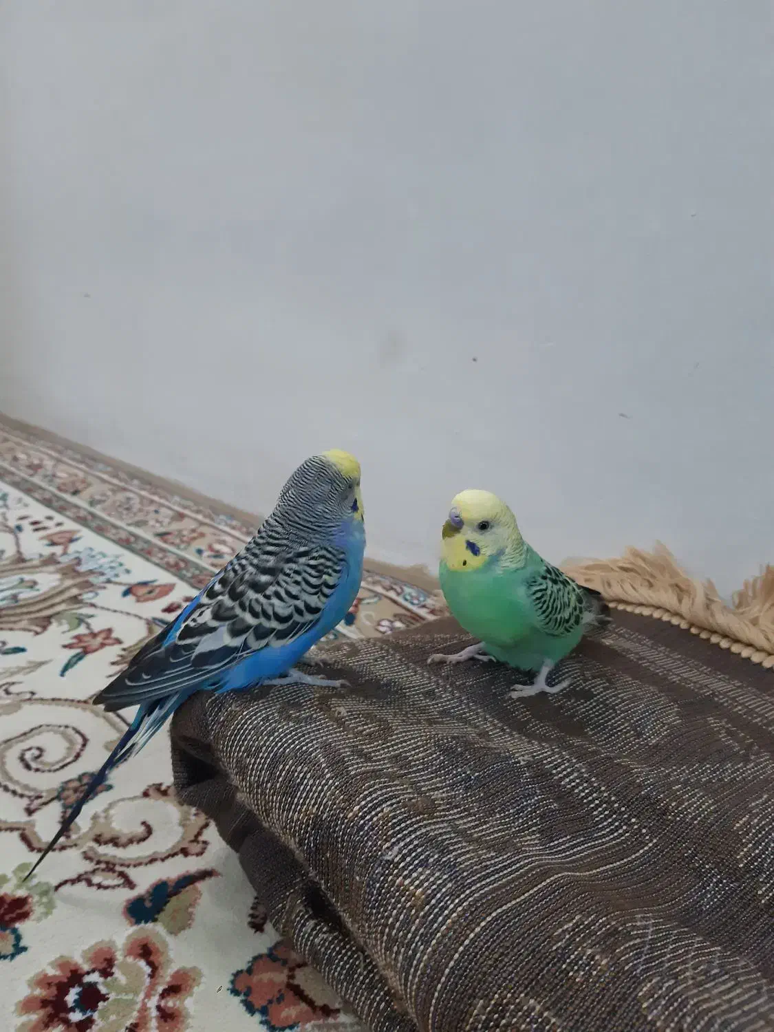 دوتا  مرغ عشق  نر|پرنده|مشهد, گلشور|دیوار