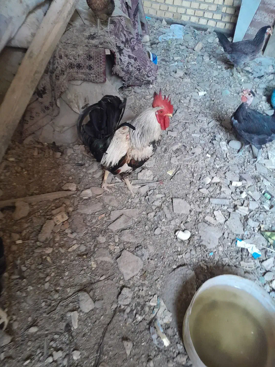 خروس عربی|پرنده|شادگان, |دیوار