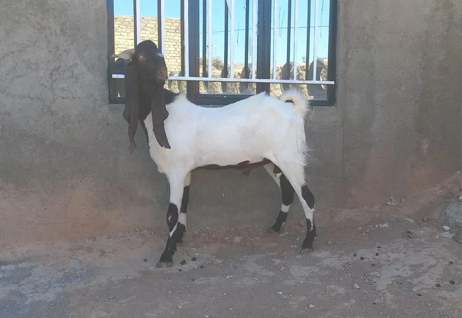 بز نربز جوان یکسال گوش بالای ۵۰ بسیار تیز وشر|حیوانات مزرعه|تربت جام, کاریز نو سفلی|دیوار