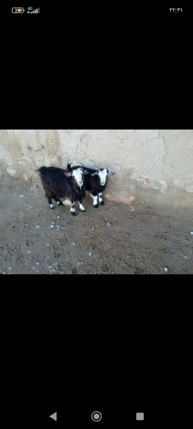 میاندوآب|حیوانات مزرعه|میاندوآب, |دیوار