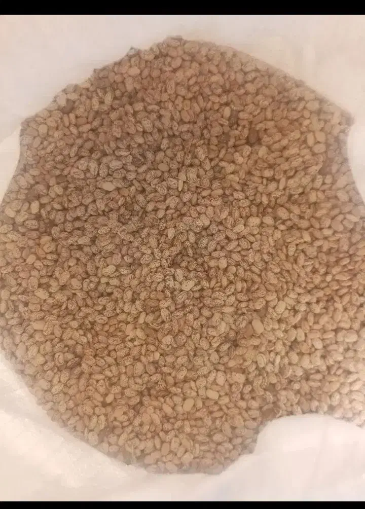 لوبیا امسال|خوردنی و آشامیدنی|دره شهر, |دیوار