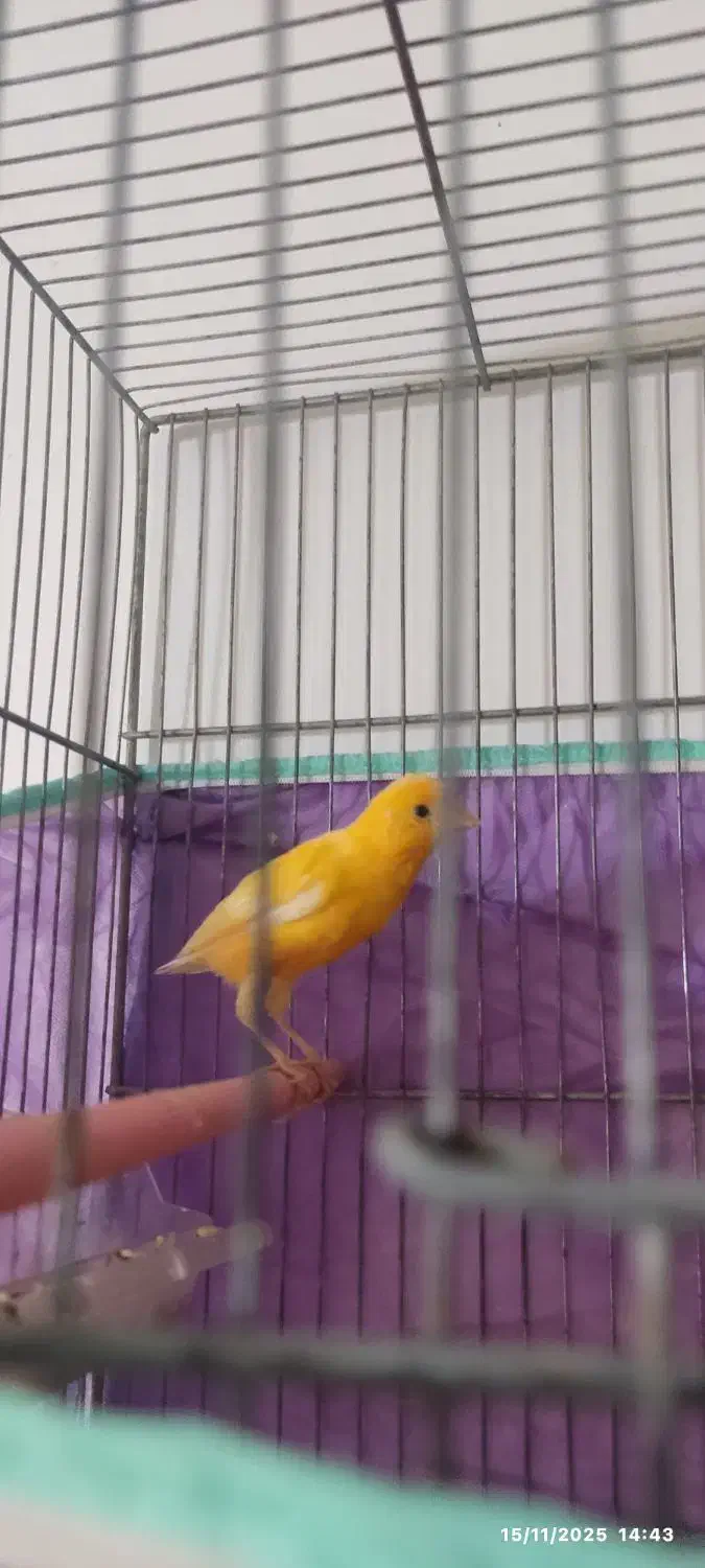 قناری پرتغالی نر تاز ه صاف کرده هر ز گاهی|پرنده|شیراز, شهرک مهرگان|دیوار