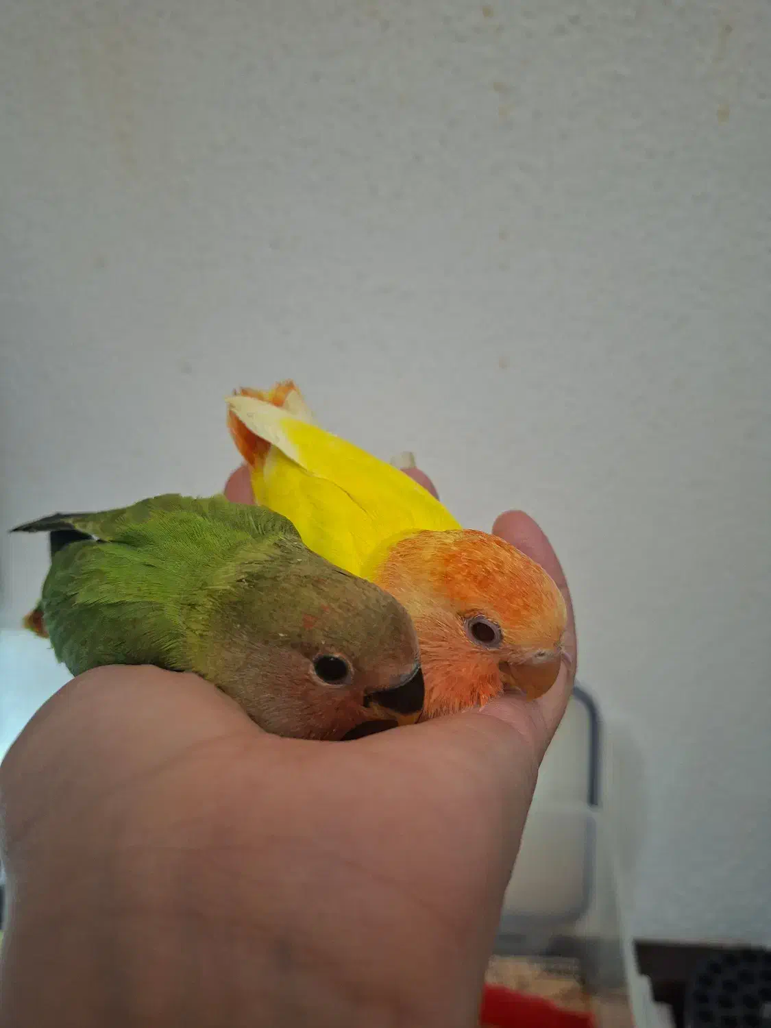 جوجه تازه دونخور طوطی برزیلی|پرنده|کیش, |دیوار