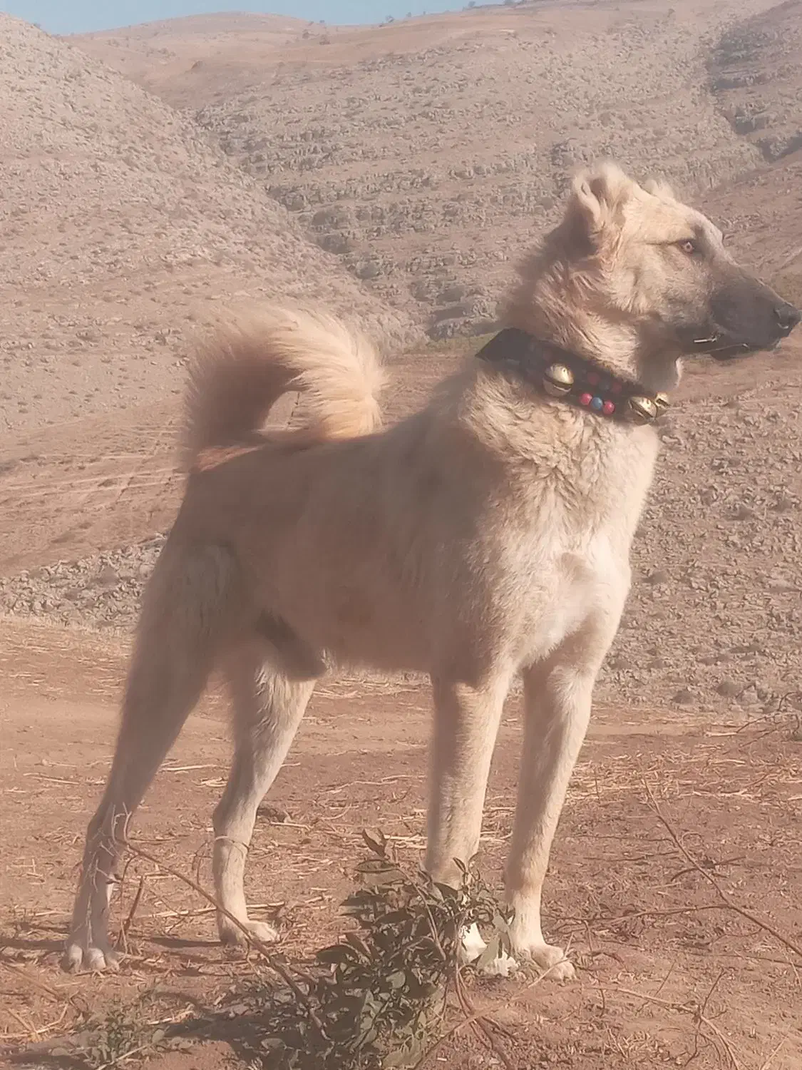 سگ به صمانت|سگ|بجنورد, |دیوار