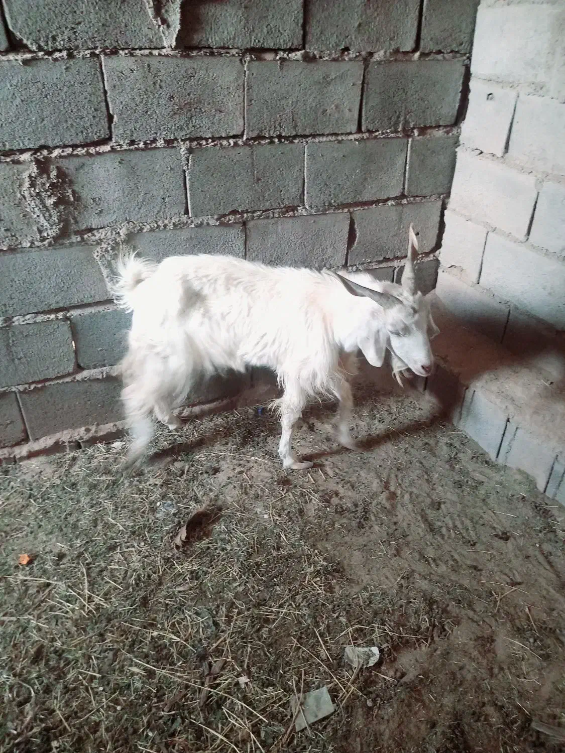 گوسفند|حیوانات مزرعه|بم, |دیوار