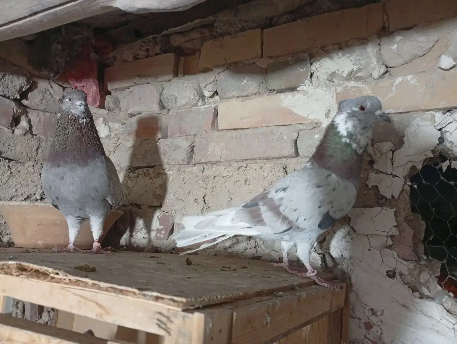 کفتر|پرنده|جوادآباد, |دیوار