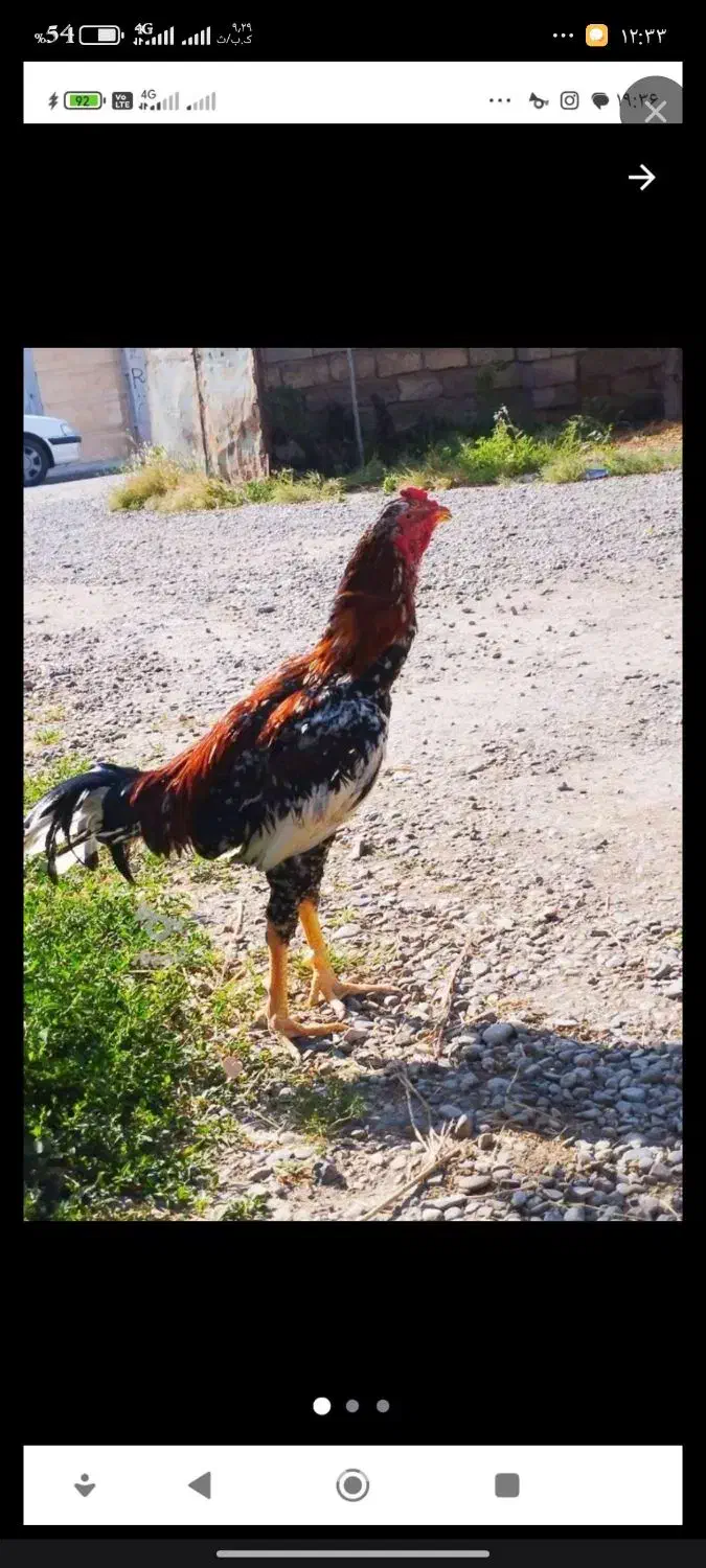 اسلام آباد جدید|حیوانات مزرعه|اسلام آباد, |دیوار