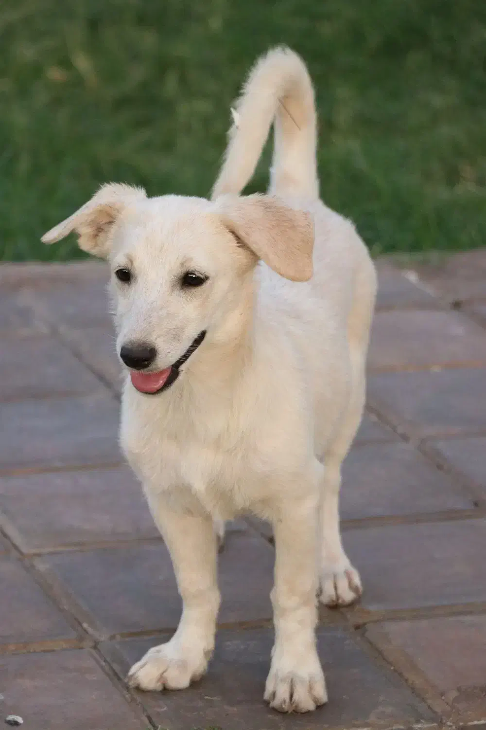 سگ ماده واکسن خورده شناسنامه دار|سگ|کاشان, مدرس|دیوار