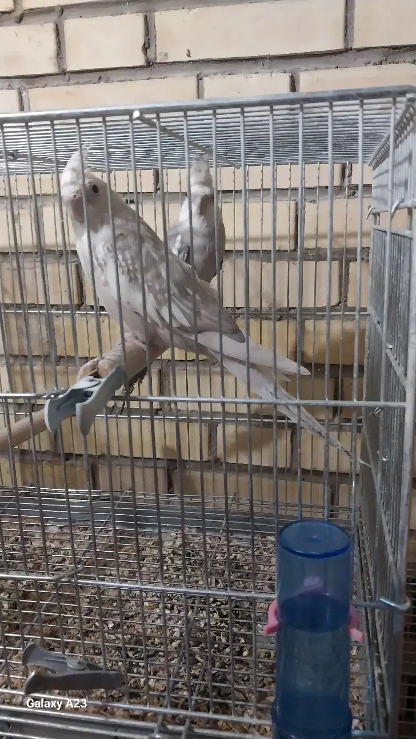 فروش جفت عروس وایت فیس عالی|پرنده|بهمن صغاد, |دیوار