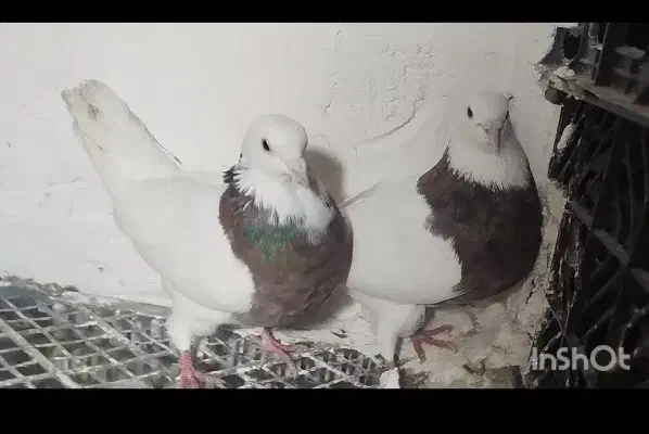 طوقی نرو ماده|پرنده|کبودرآهنگ, |دیوار