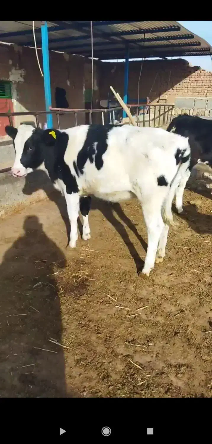 گاو و گوساله|حیوانات مزرعه|رشتخوار, |دیوار