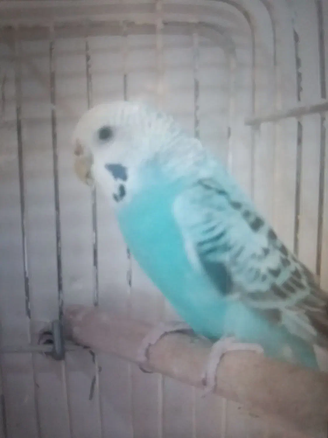 مرغدعشق ماده|پرنده|مشهد, ایمان|دیوار