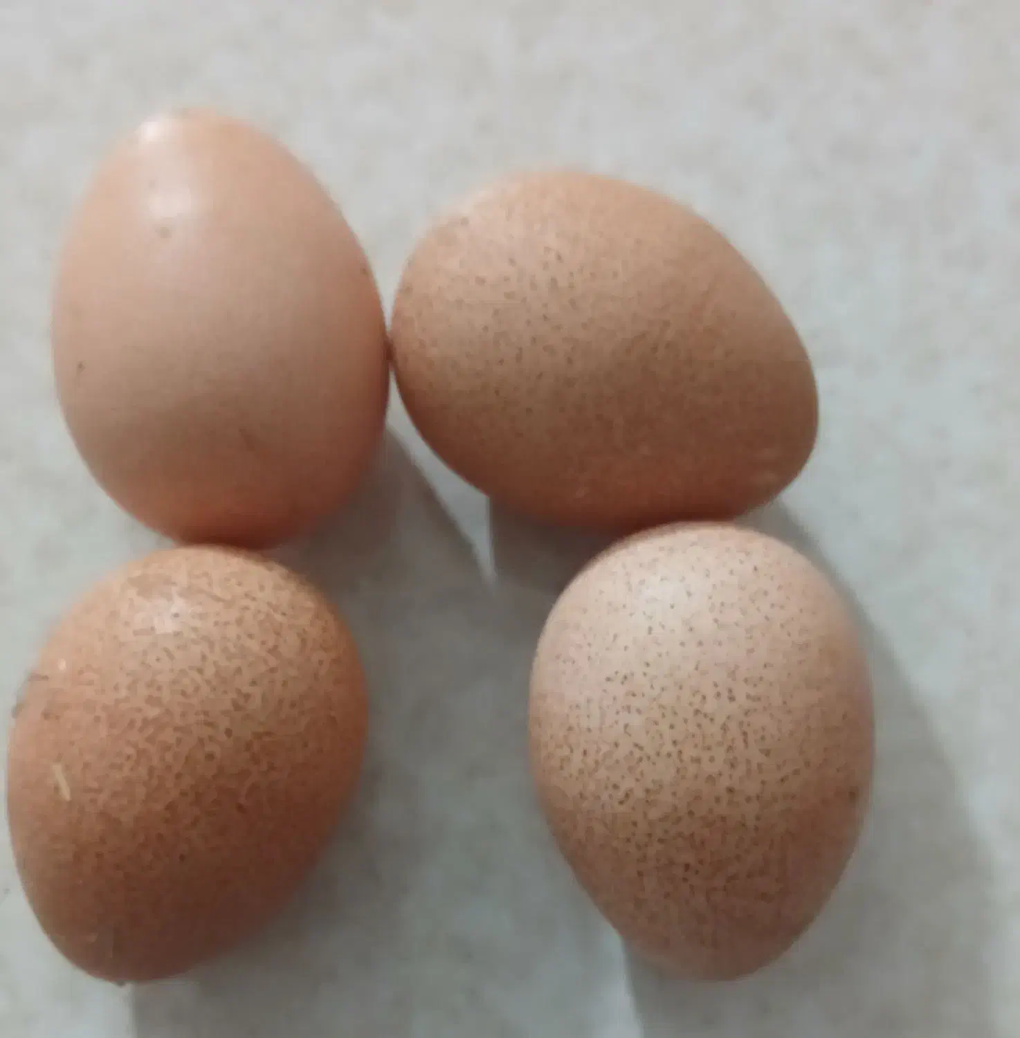 تخم نطفه دار تازه ،مرغ شاخدار وتخم نطفه دار اردک|حیوانات مزرعه|سبزوار, پیروزی|دیوار