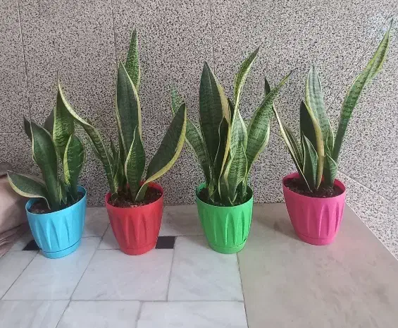 گل سانسوریا|گل و گیاه طبیعی|قم, قلعه کامکار|دیوار