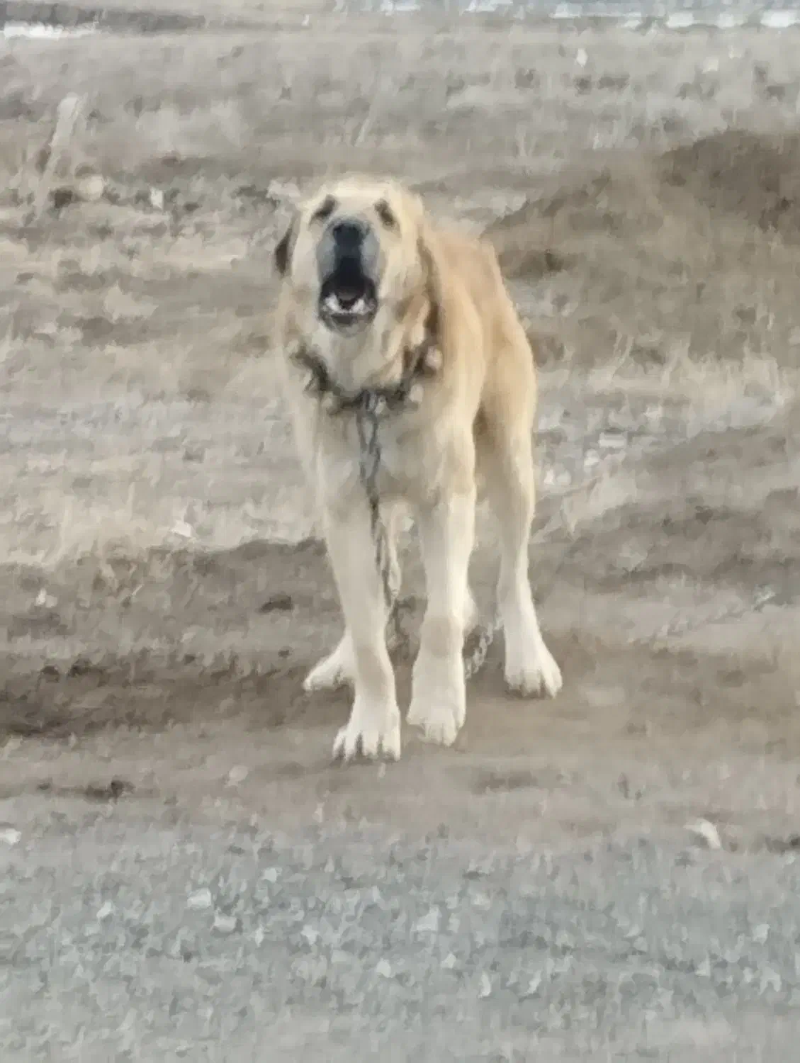 سگ افغان|سگ|مشهد, فلسطین|دیوار