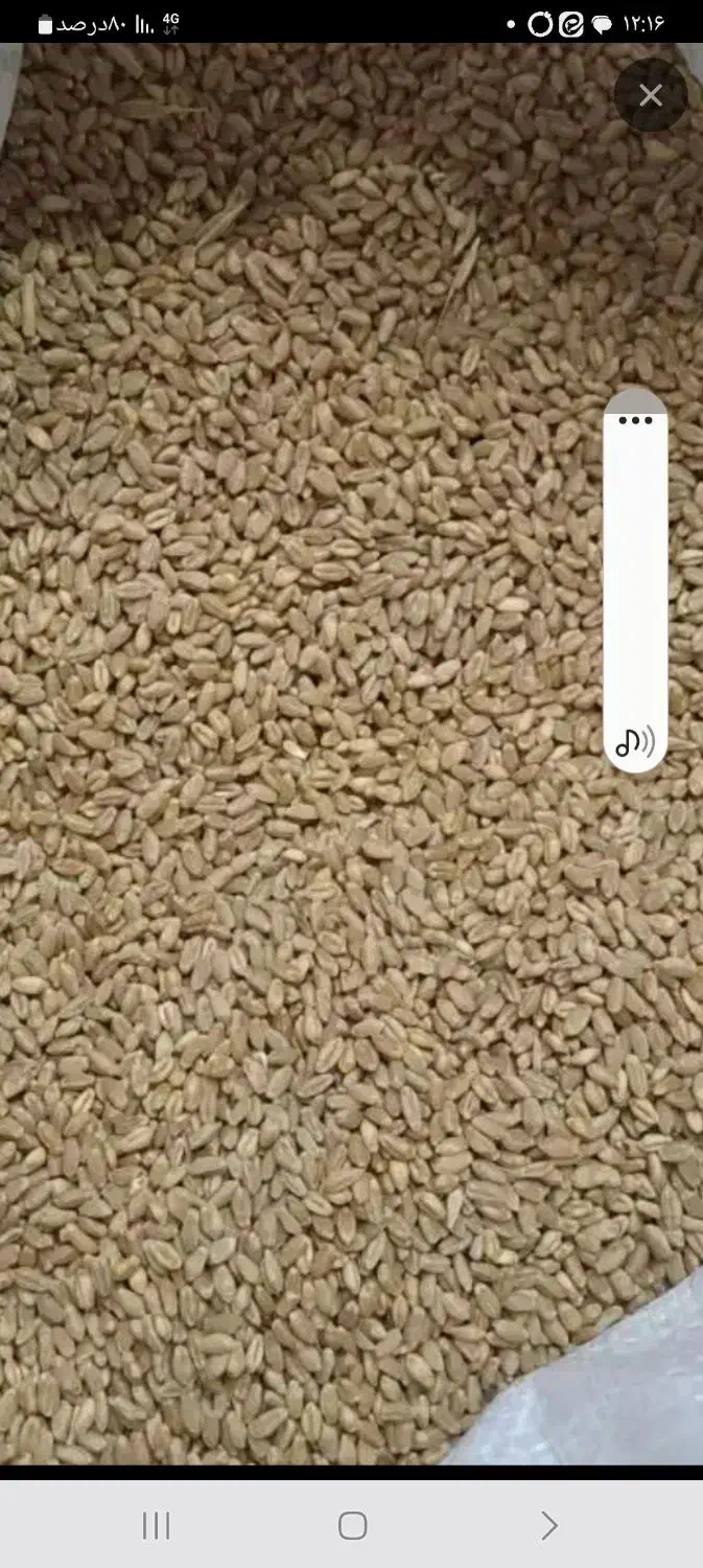 گندم پیشگام درجه یک|خدمات باغبانی و درختکاری|دشتابی, |دیوار