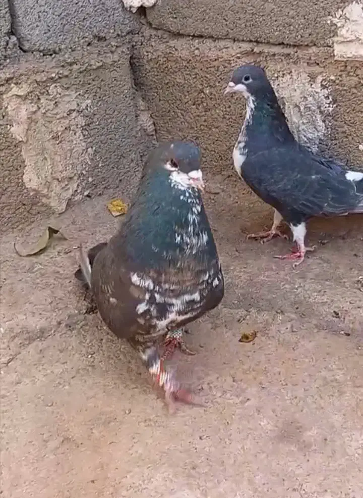 کفتر دو جفت شهری گل زرد شیش دونگ|پرنده|شیراز, تندگویان|دیوار