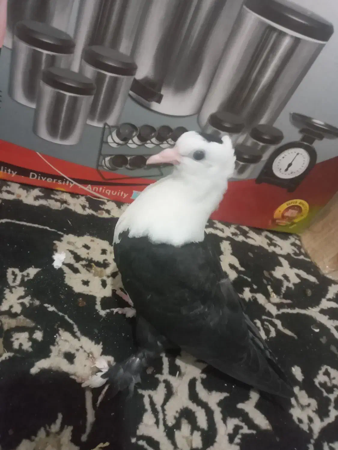 یک جفت جوجه کل سفید کلایی عروسک|پرنده|گنبکی, |دیوار