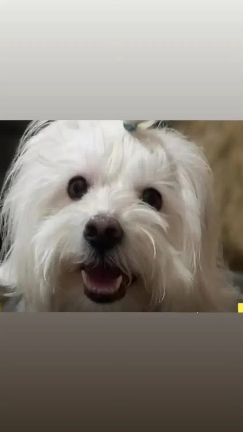 سگ ایشپیتز|سگ|تبریز, |دیوار