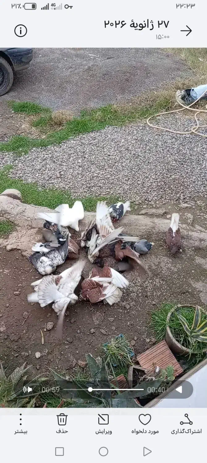 کبوتر|پرنده|مزرعه کتول, |دیوار