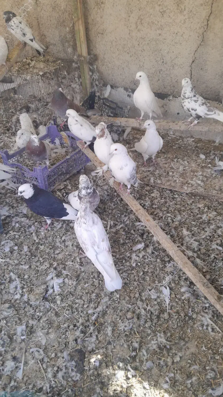 ۱۵ عدد کبوتر|پرنده|کرج, کمال‌شهر|دیوار