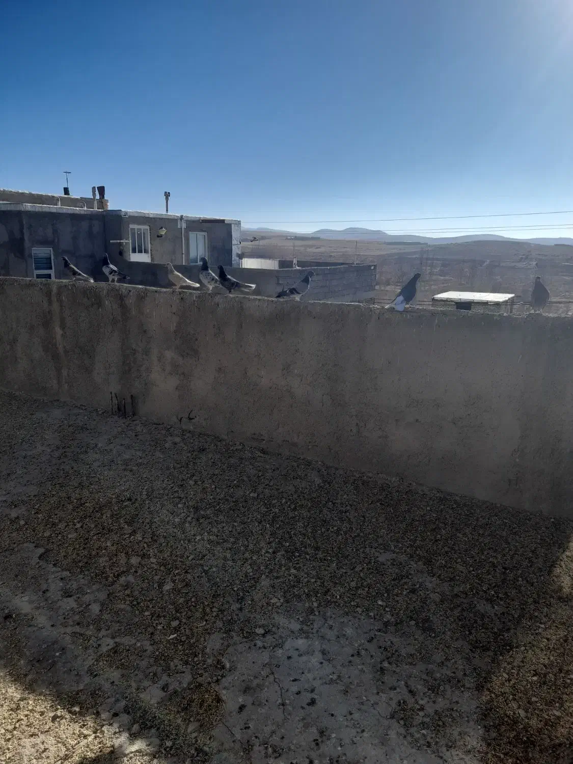 کبوتر|پرنده|قروه, |دیوار