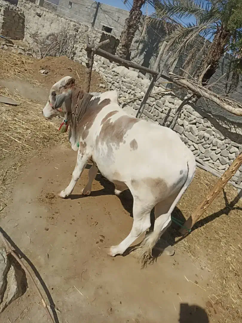 گاو نر دو ساله|حیوانات مزرعه|قصرقند, |دیوار