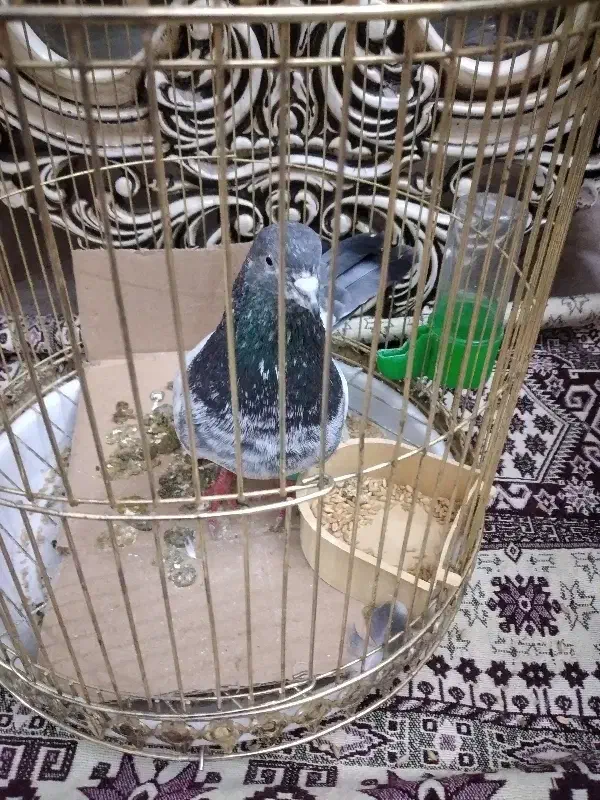 کبوتر|پرنده|تبریز, |دیوار