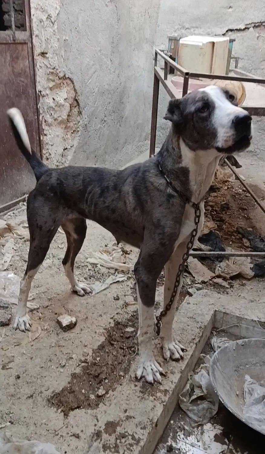 واگذاری ی سگ|سگ|زاهدان, |دیوار