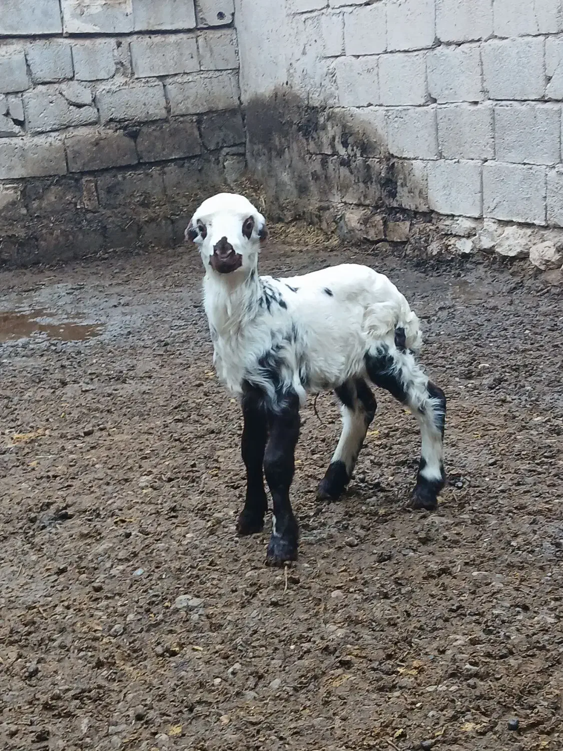 فوچ کله سفید عروسک|حیوانات مزرعه|لیلان, |دیوار