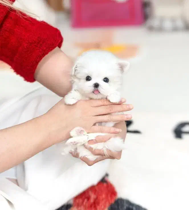 گوله برف|سگ|زنجان, |دیوار