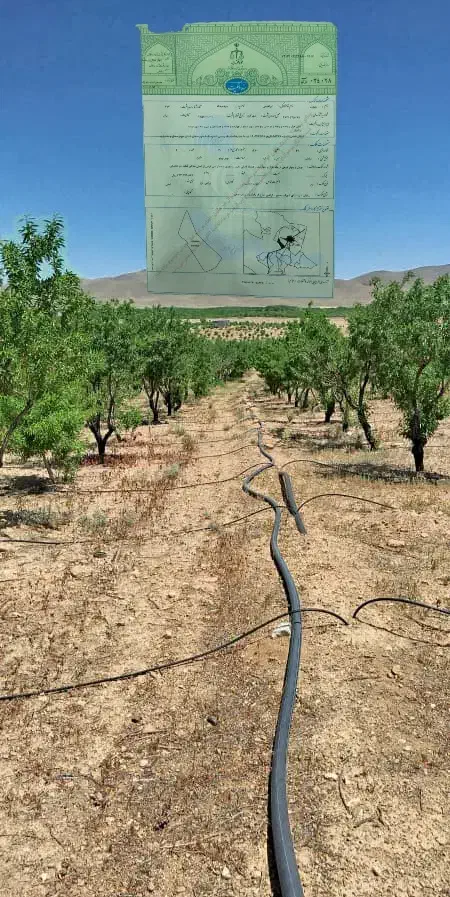 باغ ۱۰۰۰متری با ۷۰ درخت میوه سند تک برگ ۲۵۰میلیون|فروش زمین و ملک کلنگی|اصفهان, دشتستان|دیوار